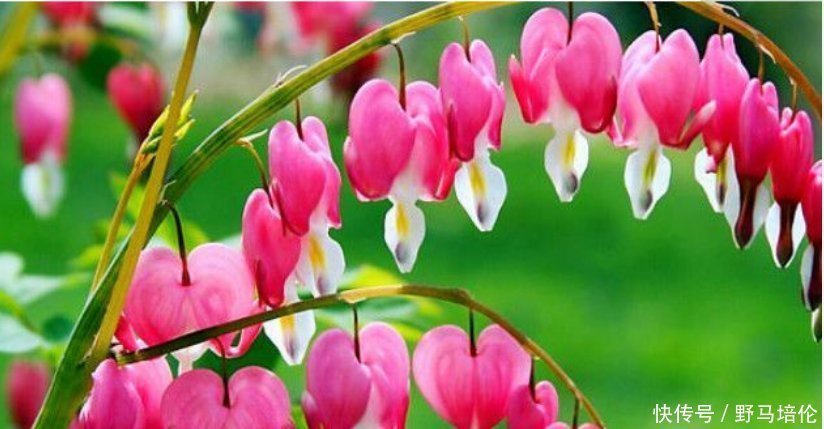 花香|最受欢迎的4种花,被称为“开花机器”,花朵迷人,阵阵花香