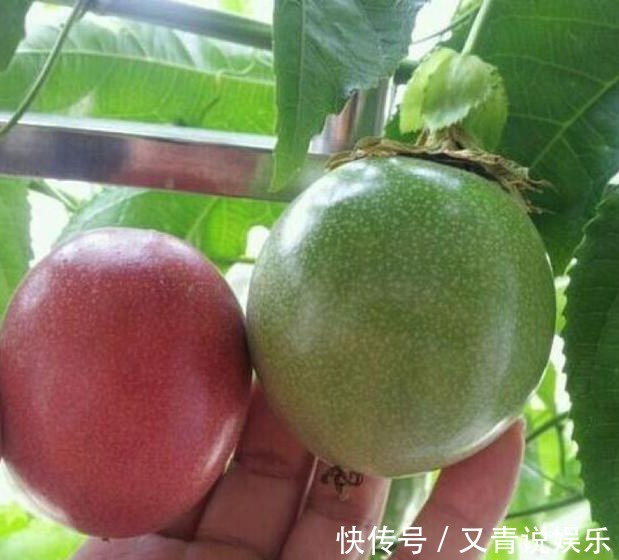 百香果|吃水果留“1勺子”,埋盆里,10天成盆栽,来年果子挂满树!