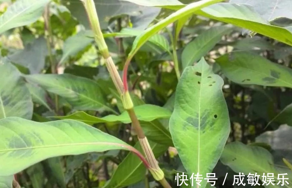 毒鱼|这种野草开红花，花瓣能“酿酒”，嫩叶能“毒鱼”，泡柿子不发涩