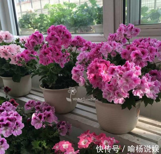 扦插加个小药片,成活率翻番,新手也能做得好!