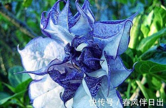这四种花是“旱鸭子”,叶片干焦也别急着浇水,旱养才能顺利开花