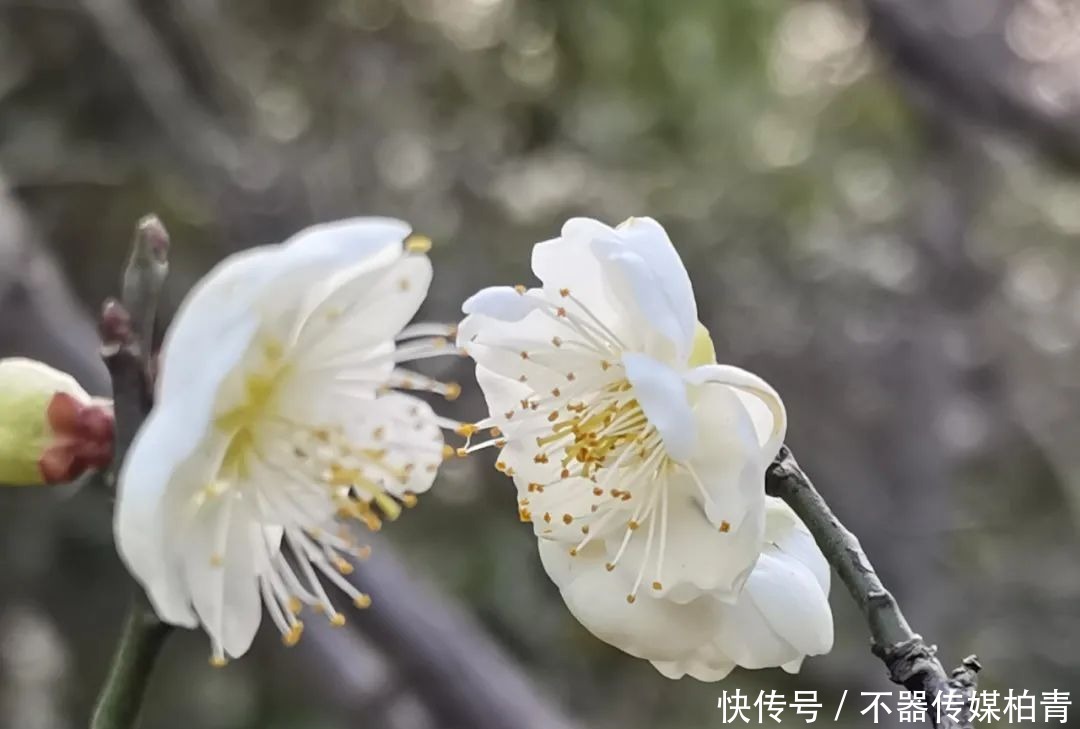 中年|春暖花开游贵州，“花花世界”惹人醉！