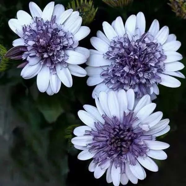 红花|今年最流行的网红花，养家里上档次，邻居看了太眼馋