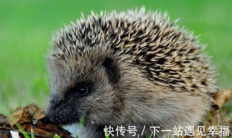 白仙@民间五大仙“灰黄狐白柳”,指的都是啥?为何被称为“五大仙”?