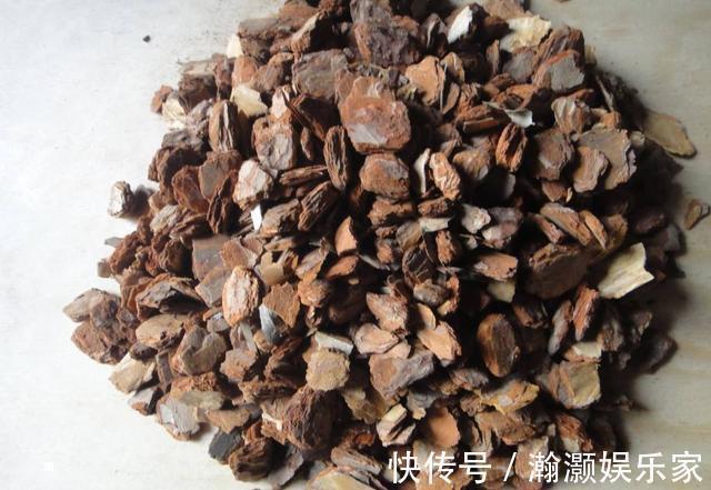 松针土|养君子兰,捡回“2种料”,扔盆里,根系旺,开花多,美极了