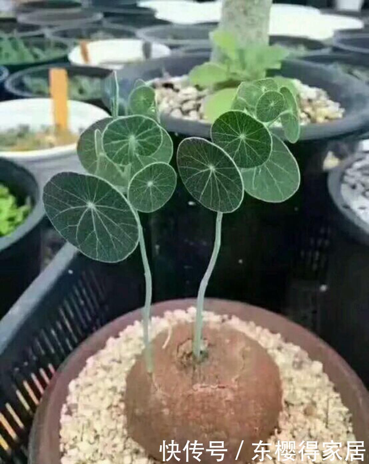 一块“乌龟壳”,长满铜钱叶,一个月爬满墙,越养越吉利