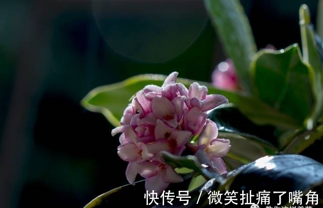 茉莉|阳台就养这些花，花香味浓，久聚不散，香味飘满屋！