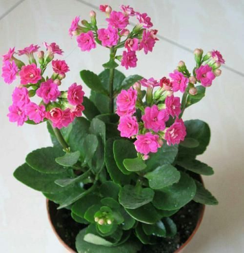 花园|夏天8种花不用买,掐个叶子就能插活,让你的阳台变花园