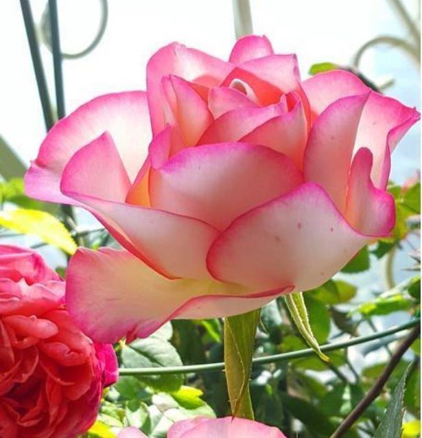 玫瑰花界|养花就养4种花,家里养一盆,开花漂亮花期长,美翻了