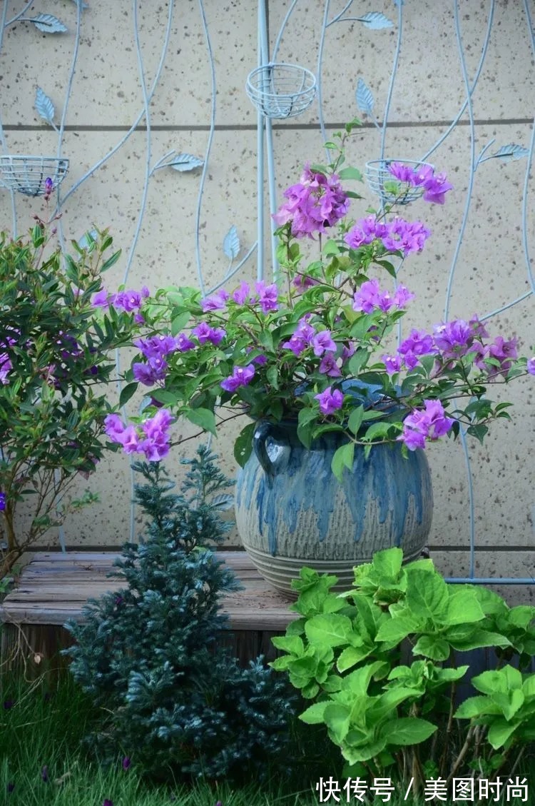 三角梅|120㎡别墅花园改造,经过三年的努力,小院从荒地到花开满园