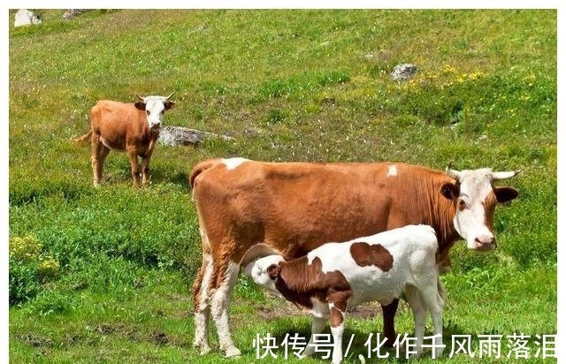 打栏|母牛产后多长时间打栏?母牛产后怎么护理?母牛产后四大问题