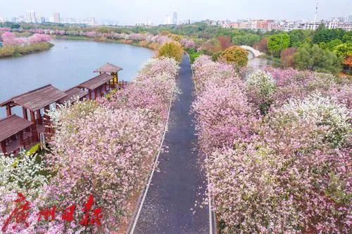 就在广州市区！“粉色梦境”藏身海珠湿地