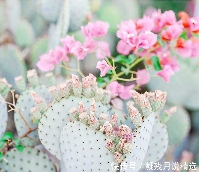 仙人掌很常见,但是这么美的还是第一次见!好想养几株!