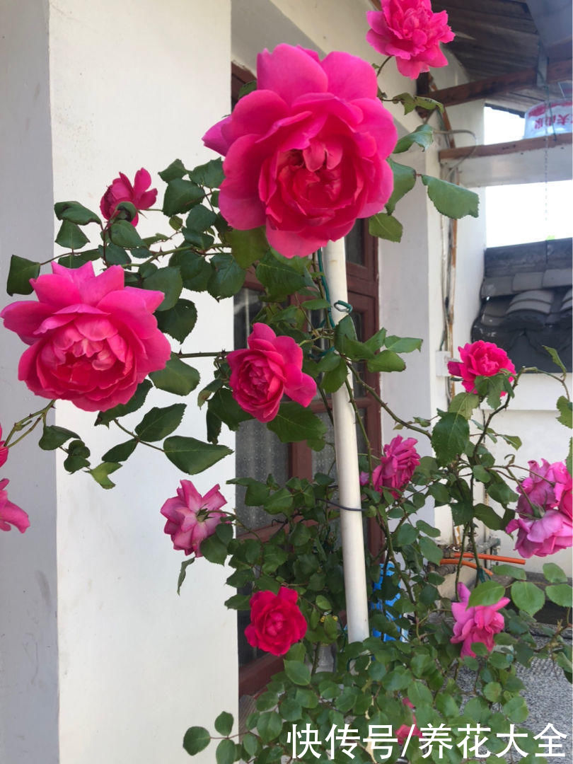 这5种花特别不怕晒，夏天里，养花杀手的福音