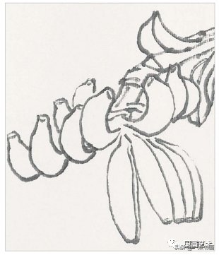 教程@图文教程——芭蕉画法