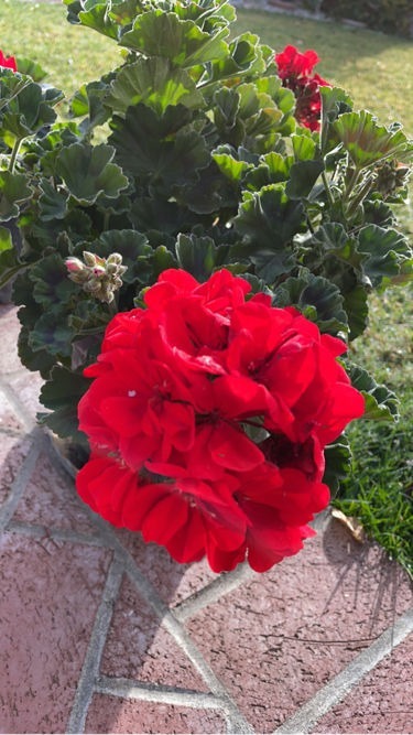 好兆头|天生“贵气命”的花，有钱人喜欢养，寓意好开花旺