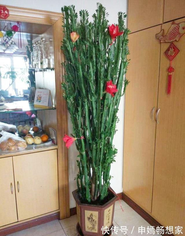 爆花|6种花需穷养,不花钱不用管,丢在一旁不浇水,肥硕又爆花