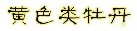 珊瑚台|牡丹盛开！盛况空前，绝对罕见，太美太漂亮了！