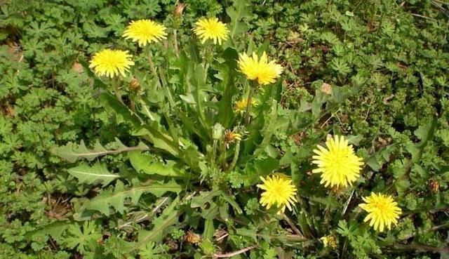 承气汤|蒲公英被称为“药草皇后”,泡水喝加一宝,消炎抗菌效果直翻倍