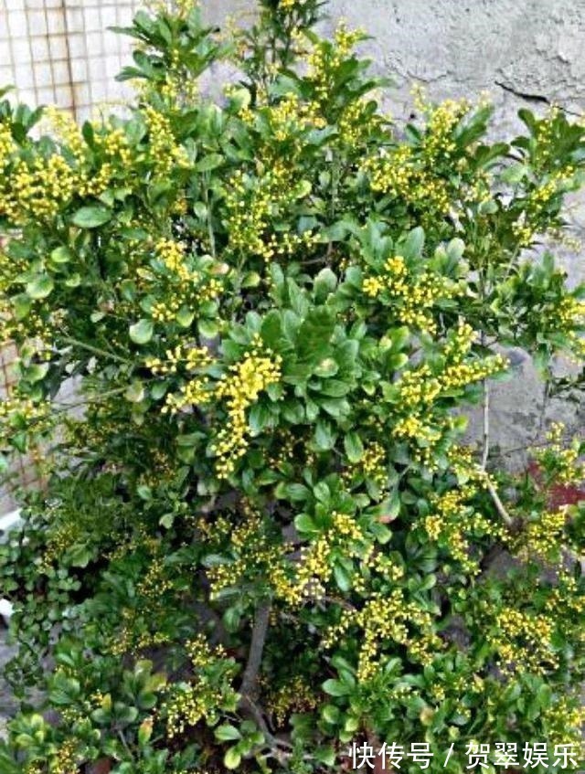 养护|李大爷养“米兰”,浇灌这种水,花苞多、花味香,养10年还在开