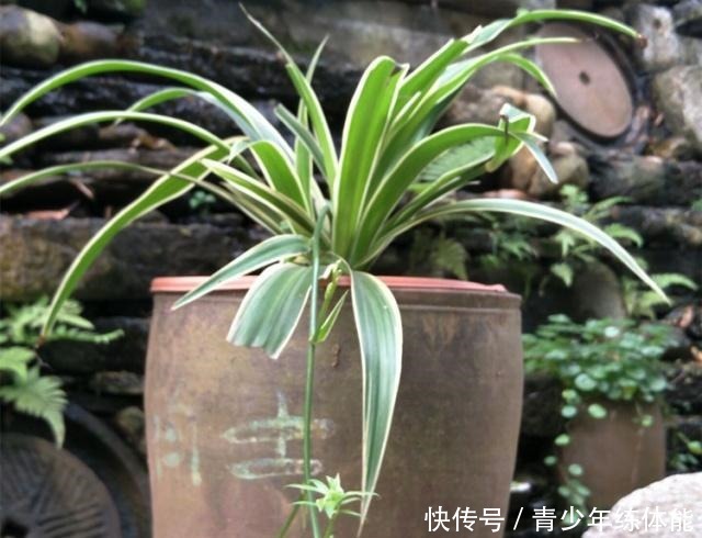 养吊兰，有3个“误区”别触碰，否则根系不保、黄叶来袭，莫忽视！