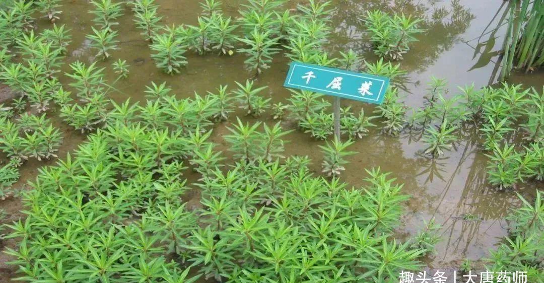 良方|一种十分浪漫的草药，4大入药良方，清除身体4种病症！值得珍惜！