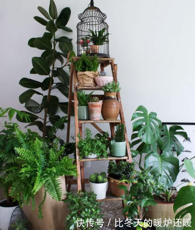 盆栽|室内养什么植物“风水”好?此6种盆栽,人养花,花亦养人