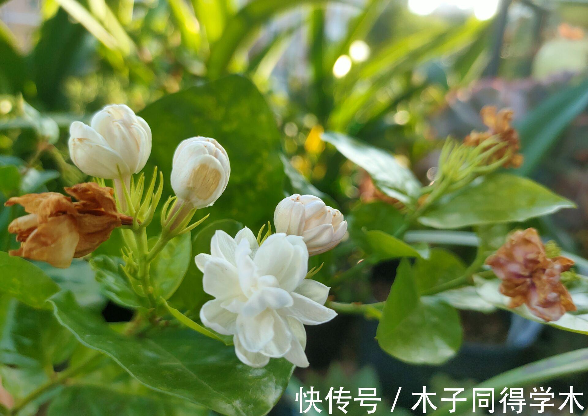 发黄|茉莉花的叶片发黄，给花盆里埋铁钉子，你交了多少“智商税”？