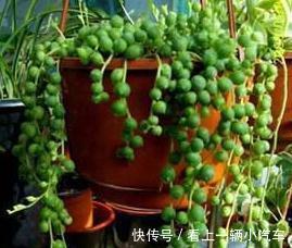 珍珠吊兰不会养,学会5个小妙招,轻轻松松养成瀑布