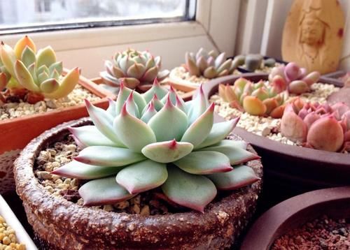 这些年“懒养”多肉的人都后悔了吧，毕竟满足这些植株才长得美