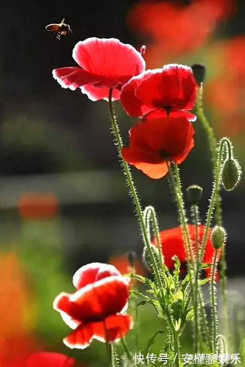 硫化氢|“舞草”虞美人,当微风拂过阳台,它如同飞舞的彩蝶栩栩如生!