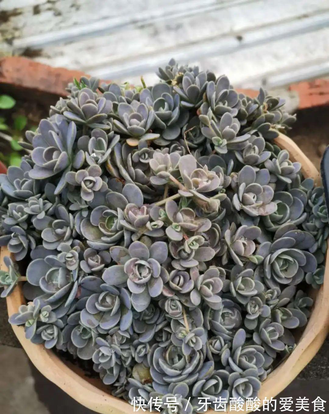 1个盆里塞800棵多肉,鼓到爆炸,看都不敢看