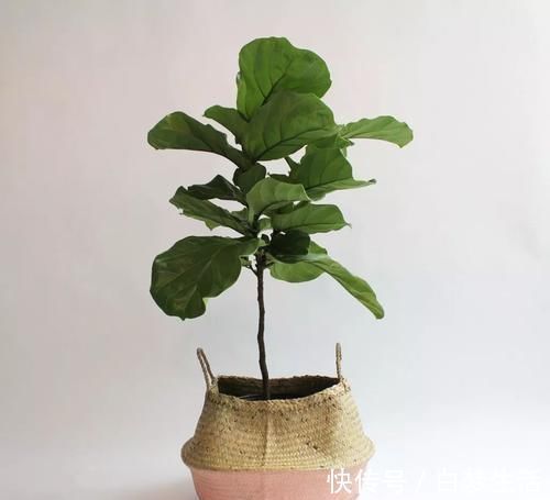 黑金刚|养在客厅里特别霸气的几种大型植物，有的还能养成盆景