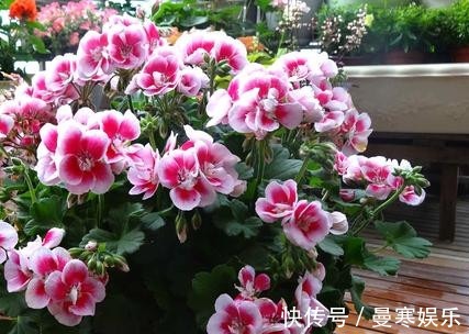 此花一开就是300多天,沾土就活,冷热干湿都不怕,开花就爆盆!