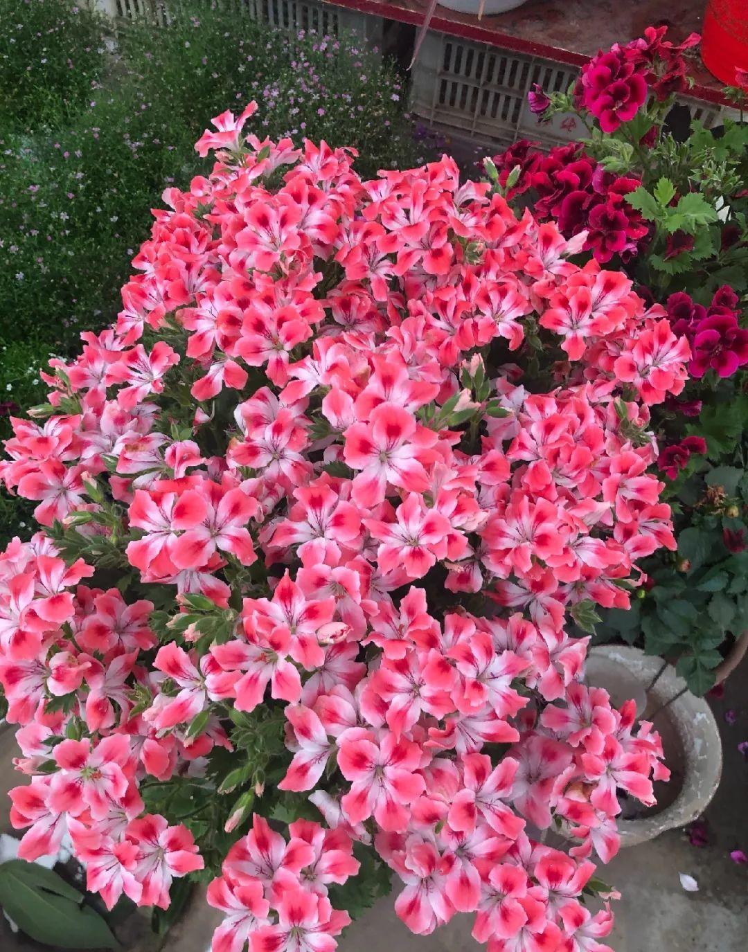 长寿花|9月后就养这些花,比绿萝好养,疯狂开花到明年!