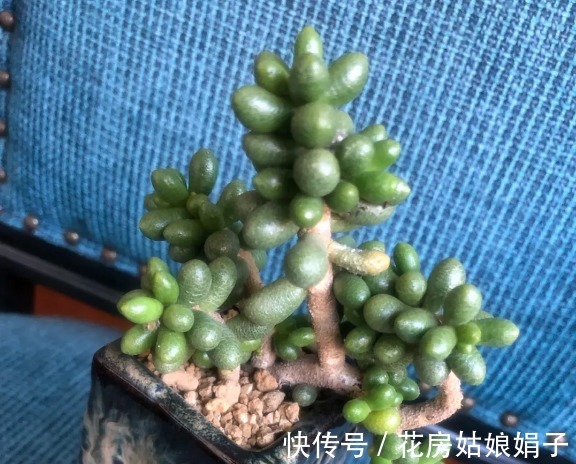 名字|没有很丑只有更丑的多肉,8种丑多肉,看完你还能保持淡定吗?