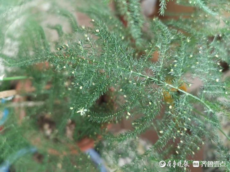 文竹开花见过吗？密密麻麻小黄花点缀枝头，别有一番韵味|情报站| 齐鲁晚报
