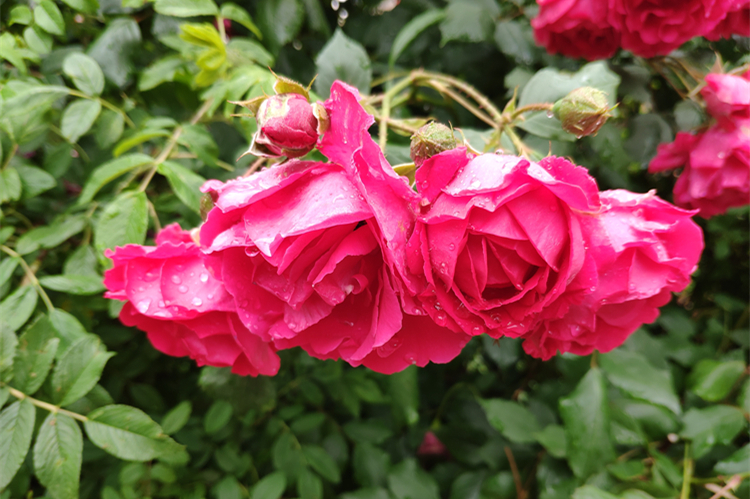 西红柿|端午过后,饮食“吃凉不吃寒”,常吃“3瓜3菜”,炎夏顺利度过