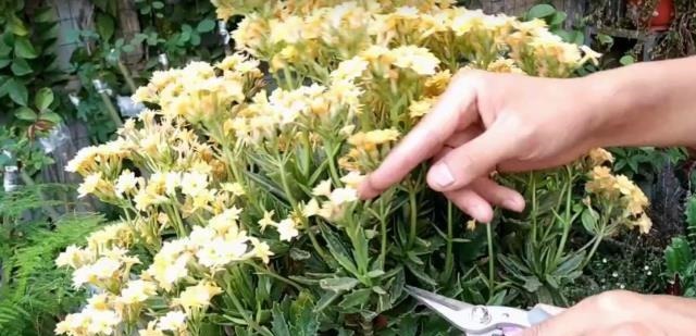 开花|6种“漂亮花”,长了就狠剪,舍不得剪害处大,耽误一年开花量