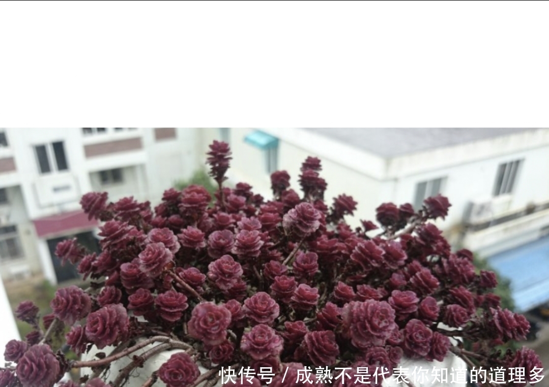 4种上色很红的多肉,冬天养殖好看,又能喜庆迎新春