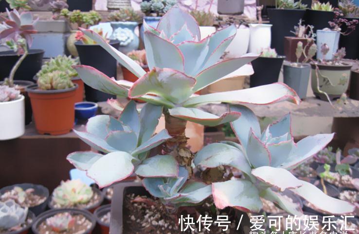 老桩|喜欢薄叶多肉,却没养过蓝光?那就像吃火锅不放香菜一样没有灵魂