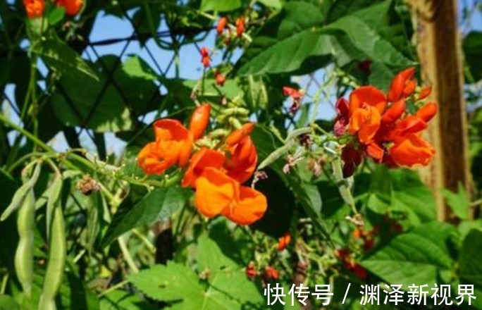 红花菜豆|此物被称为“豆中之王”，常吃可健脾壮肾抗风湿，还可补血补钙哟