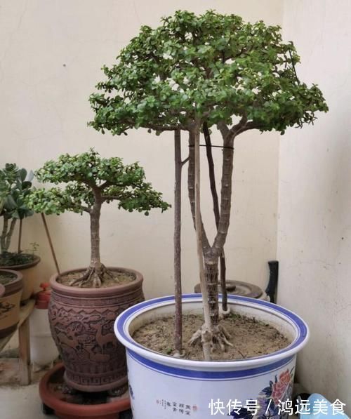 养金枝玉叶要“有耐心”,知道这个小技巧,2年养成高颜值老桩