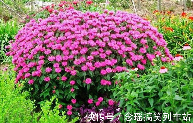 薄荷不仅可以食用观叶,这种薄荷清热解毒,还能一团团的开花