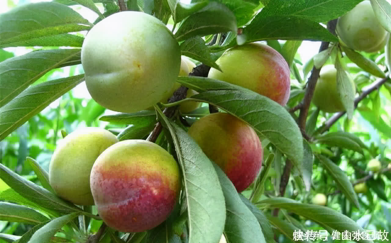 老太|女性不想老太快,多吃几种食物,排毒养颜,滋润皮肤,肌肤更白净