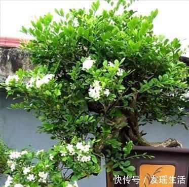 盆景|此花第一香,浇水就疯长,花开200天不落地,养不死