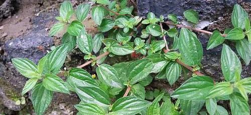 农村常见的“人参根”，原来有这么多功效，以后见到要珍惜！