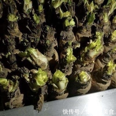 花盆|路边捡个“废根”,扔花盆里,2个月长成高价盆栽,一斤卖80元