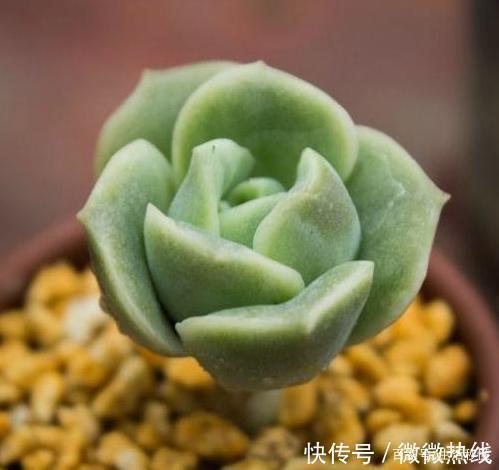 5款“玫瑰系”多肉,不仅颜值高,且好养活,新人也适合