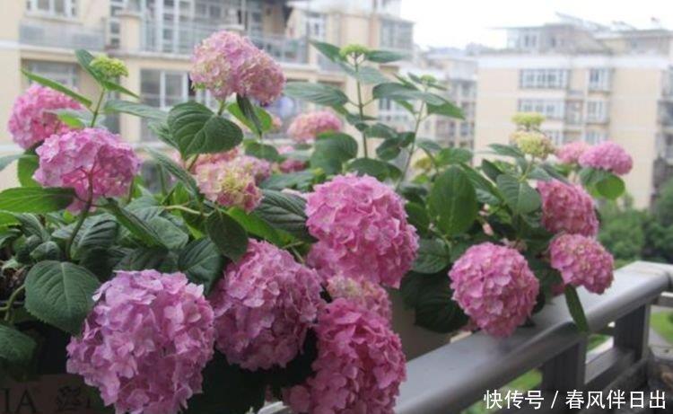 这几款小花,便宜又好养,花儿轻松开爆盆,适合阳台盆栽